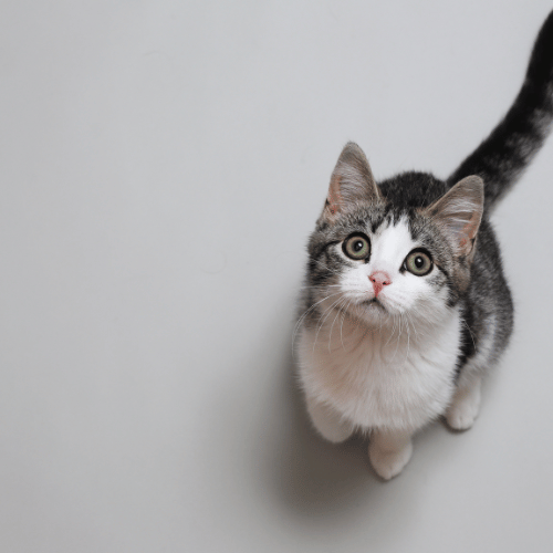 Sample image of a cat