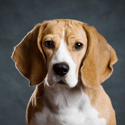 Sample image of a dog